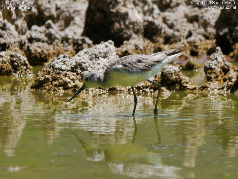 Common Greenshankadult post breeding, identification, habitat, walking, Behaviour