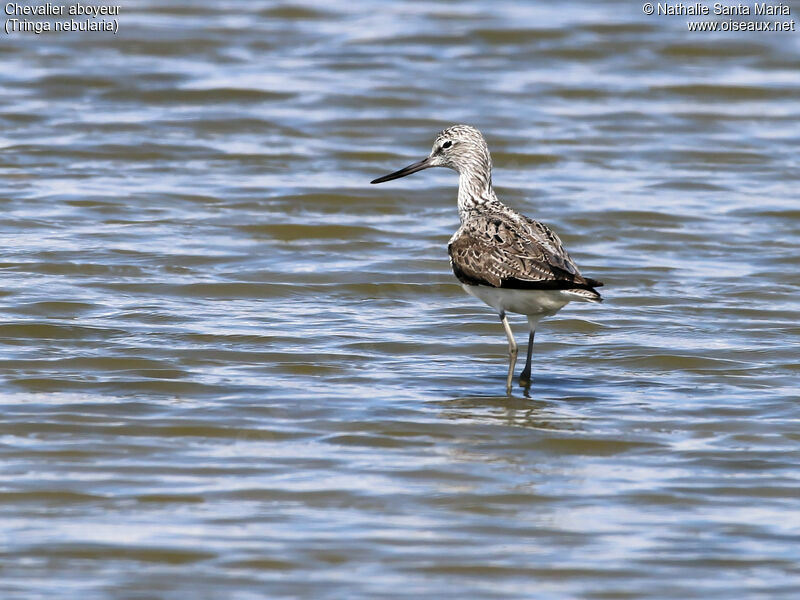 Chevalier aboyeuradulte nuptial, identification, habitat, marche