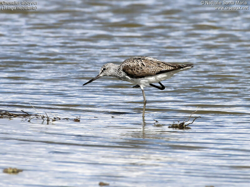 Common Greenshankadult breeding, identification, walking, Behaviour