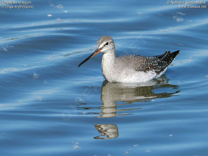 Chevalier arlequinadulte internuptial, identification, habitat, marche, Comportement