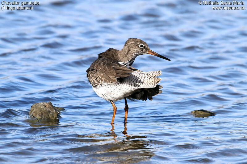 Common Redshankadult post breeding, identification, habitat, care