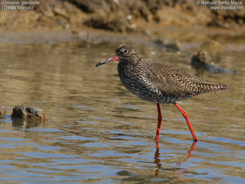 Common Redshankadult breeding, identification, walking, Behaviour