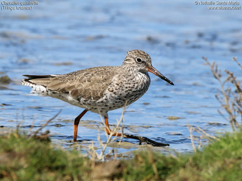 Chevalier gambetteadulte nuptial, identification, habitat, marche