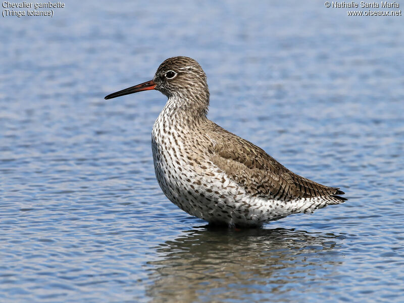 Common Redshankadult breeding, identification, habitat, walking, Behaviour