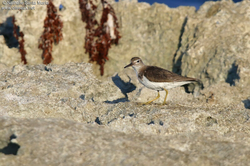 Spotted Sandpiperadult post breeding, identification, walking