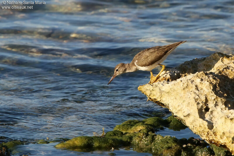 Spotted Sandpiperadult post breeding, identification, fishing/hunting