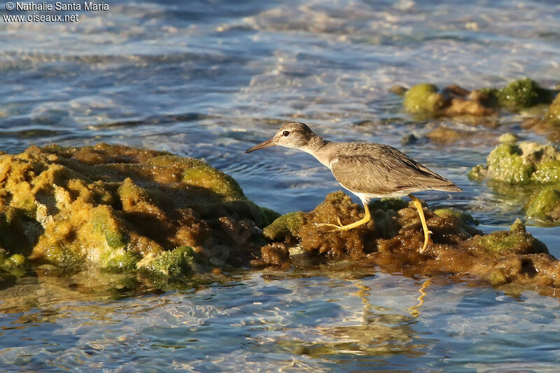 Spotted Sandpiperadult post breeding, habitat, walking