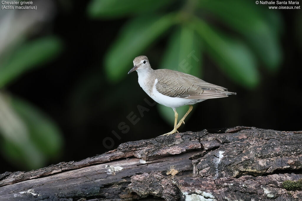 Chevalier grivelé, identification, marche