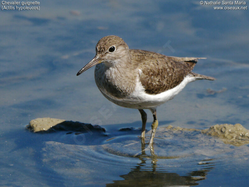 Common Sandpiperadult, identification, habitat, walking