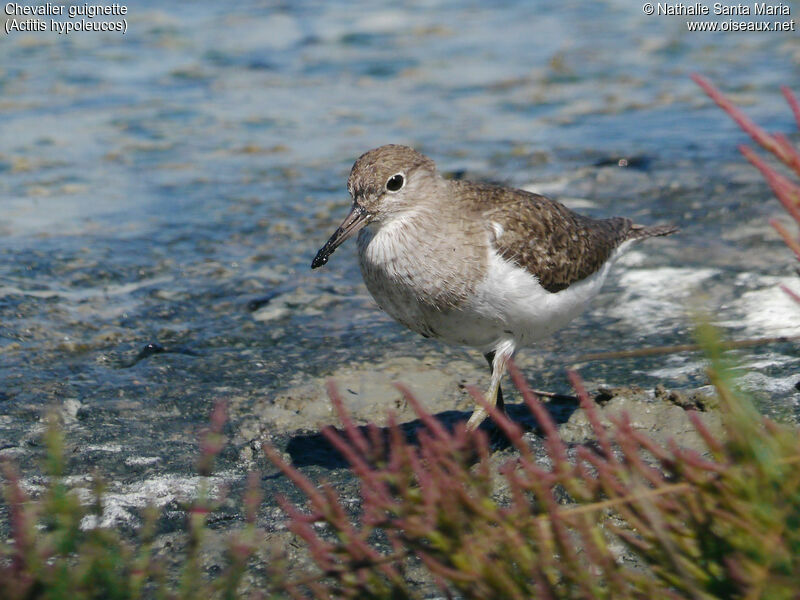 Chevalier guignetteadulte, identification, habitat, marche