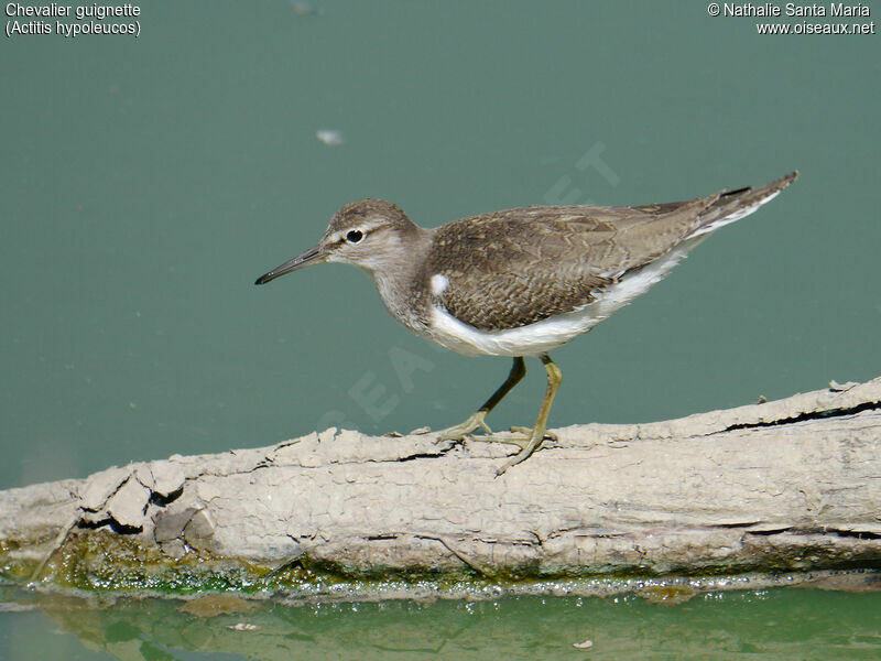 Common Sandpiperadult, identification, habitat, walking