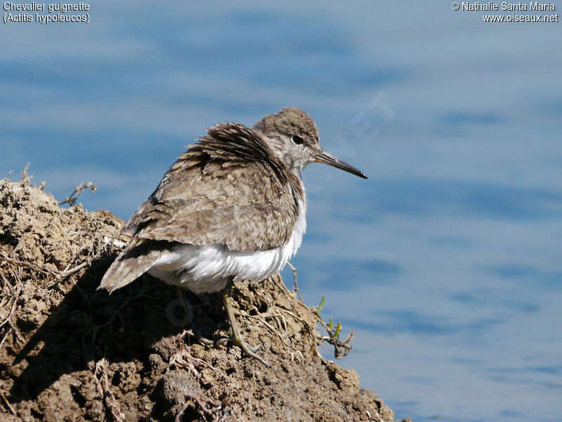 Chevalier guignetteadulte, identification, Comportement