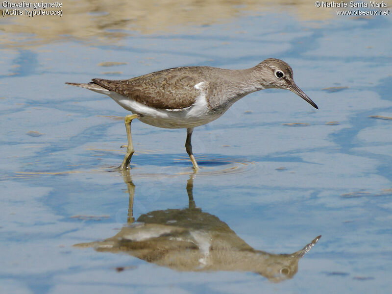 Chevalier guignetteadulte, identification, habitat, marche, pêche/chasse