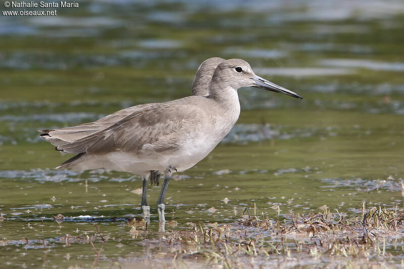 Willetadult post breeding, identification