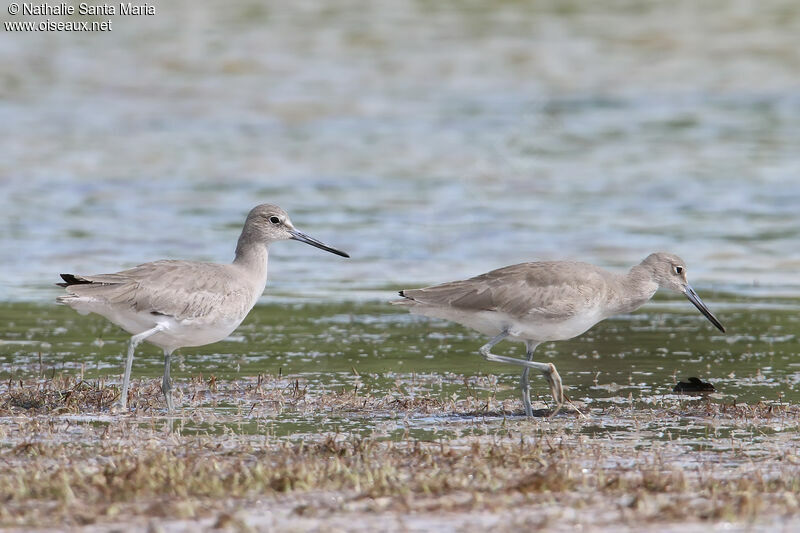 Willetadult post breeding, habitat, walking