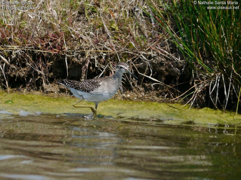 Chevalier sylvainadulte internuptial, habitat, marche