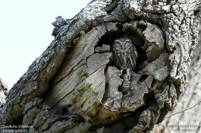 Little Owladult, identification