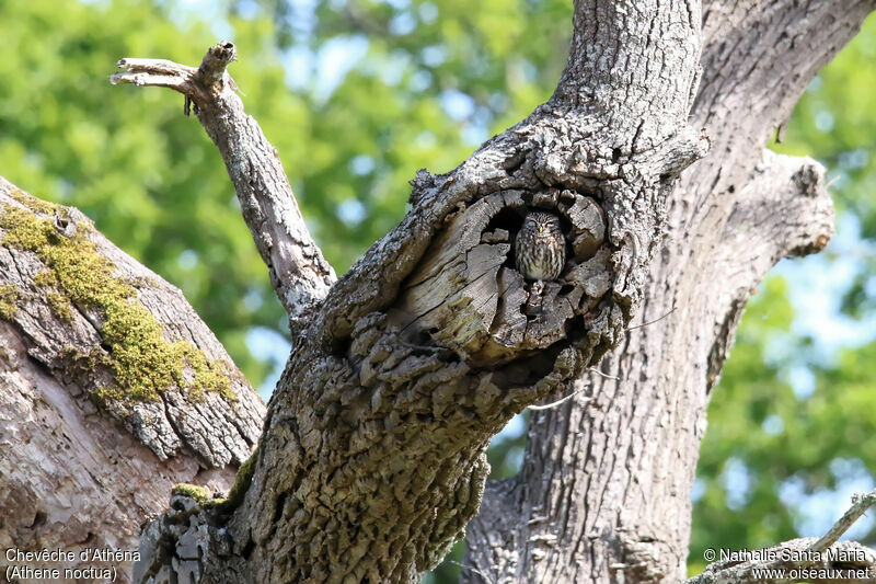 Chevêche d'Athénaadulte, habitat