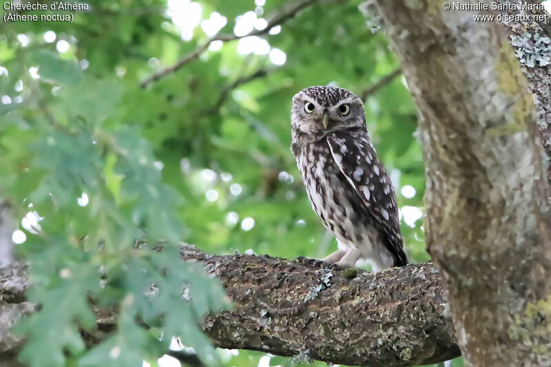 Chevêche d'Athénaadulte, identification