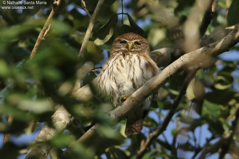 Ferruginous Pygmy Owladult, identification