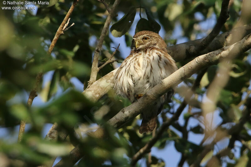 Ferruginous Pygmy Owladult, identification