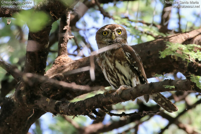 Chevêchette perléeadulte, identification, habitat