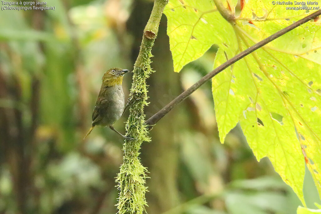 Yellow-throated Chlorospingus