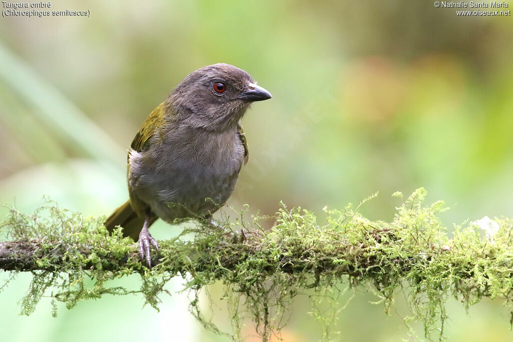 Dusky Chlorospingus