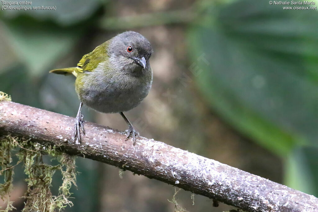Dusky Chlorospingus