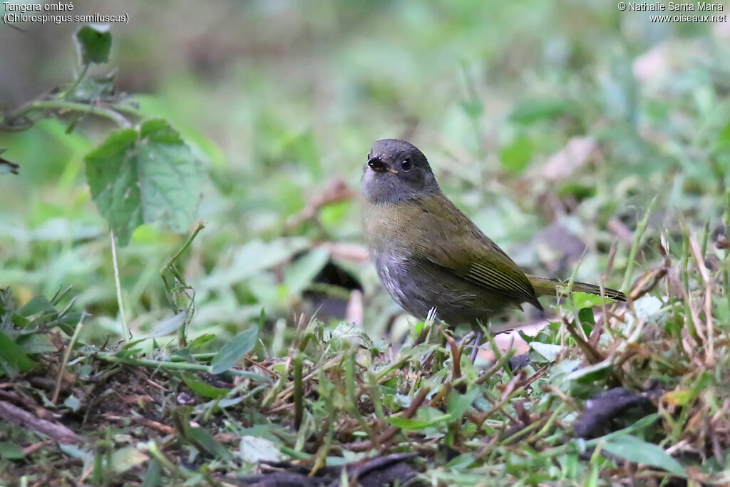 Dusky Chlorospingus