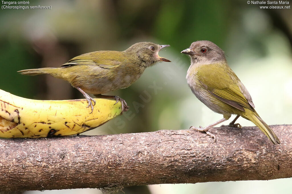Dusky Chlorospingus