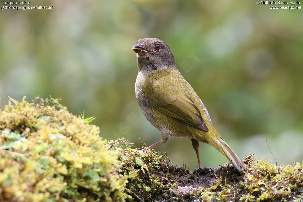 Dusky Chlorospingus