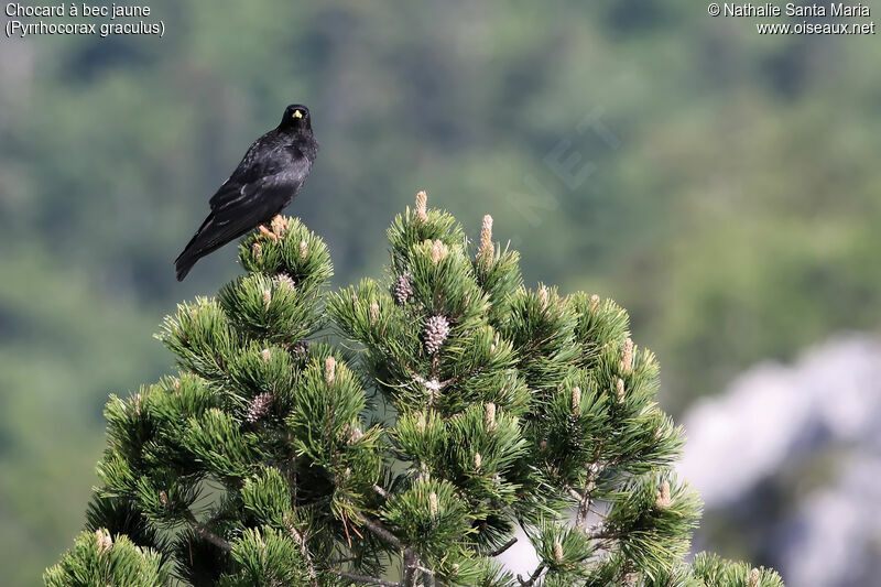 Chocard à bec jauneadulte, identification, habitat