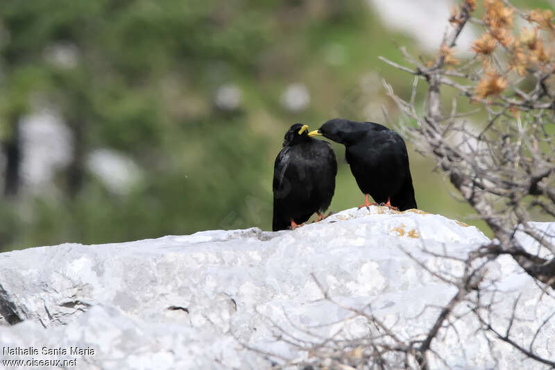 Alpine Choughadult, Reproduction-nesting