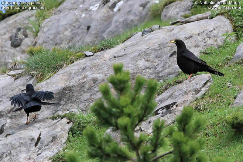 Chocard à bec jauneadulte, habitat