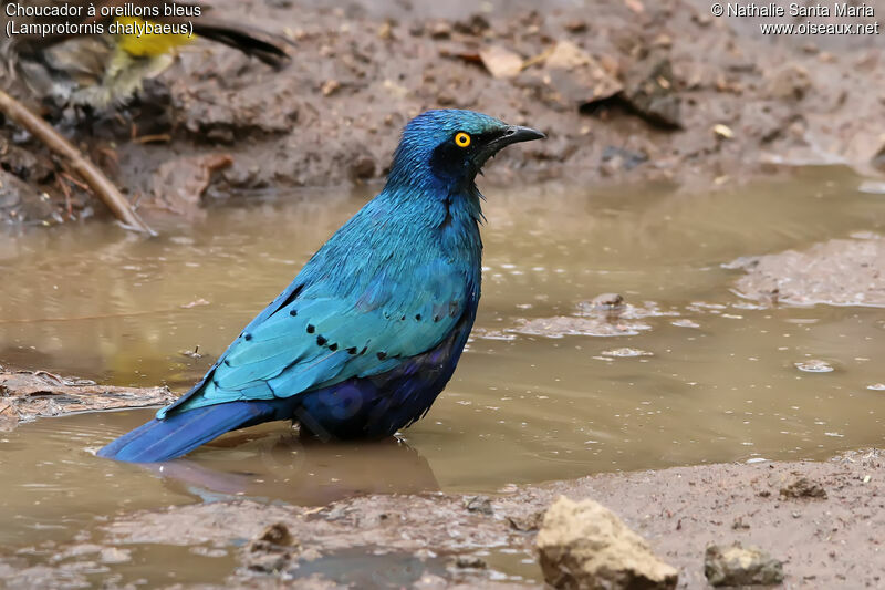 Greater Blue-eared Starlingadult, identification, habitat, care