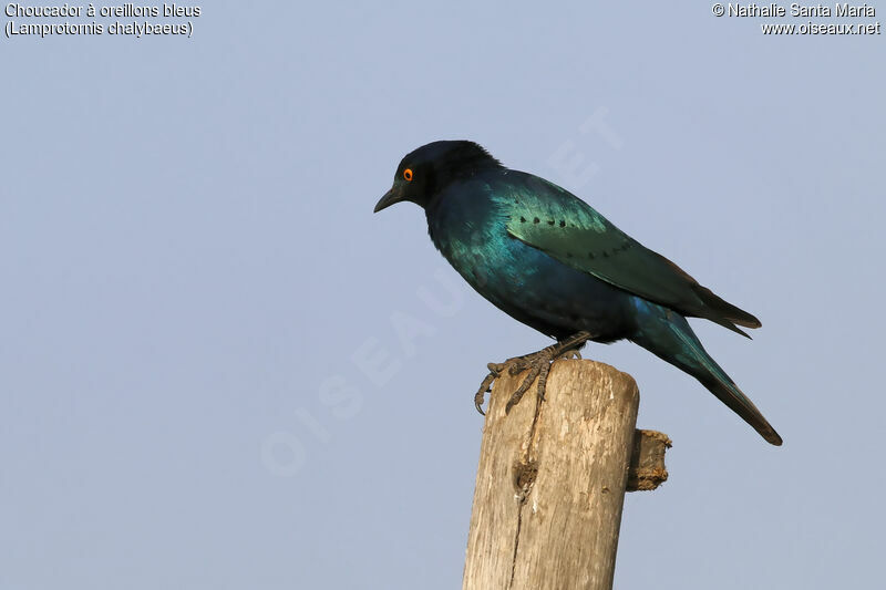 Greater Blue-eared Starlingadult, identification