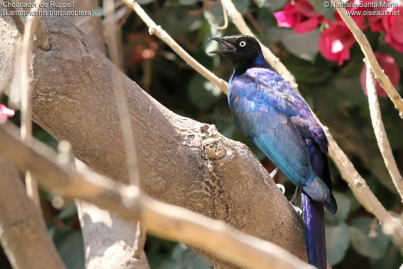 Rüppell's Starlingadult, identification, habitat, song