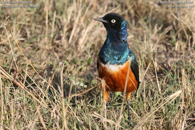 Superb Starlingadult breeding, identification, habitat, Behaviour