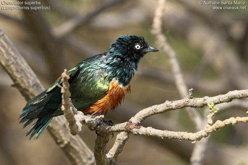 Superb Starlingadult, identification, care