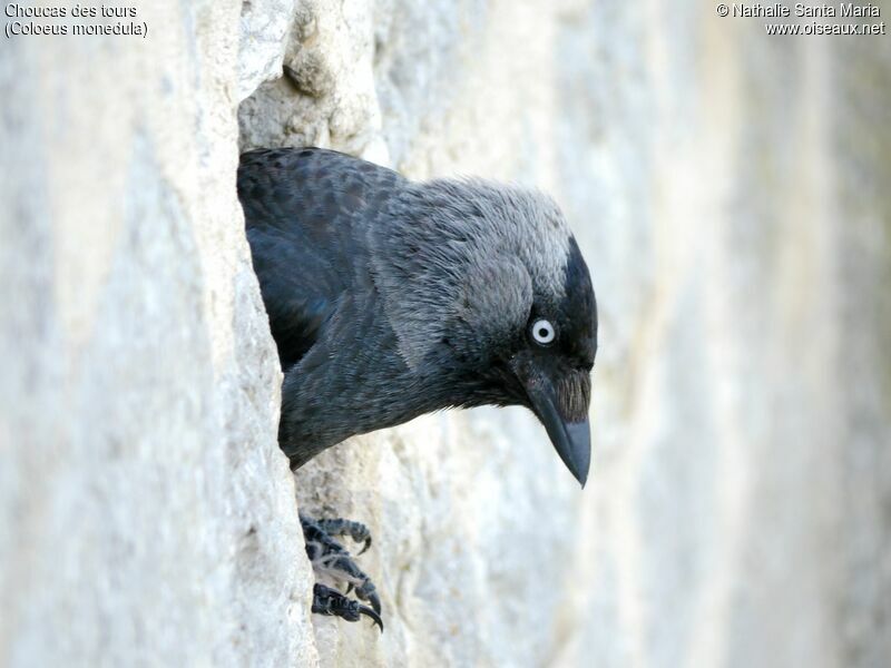 Western Jackdawadult, identification, Reproduction-nesting