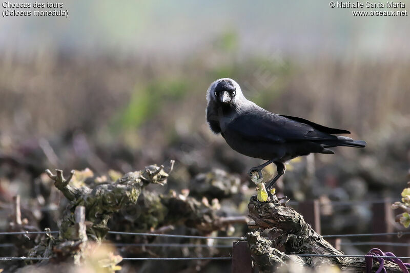 Choucas des toursadulte, identification, habitat, pêche/chasse, Comportement