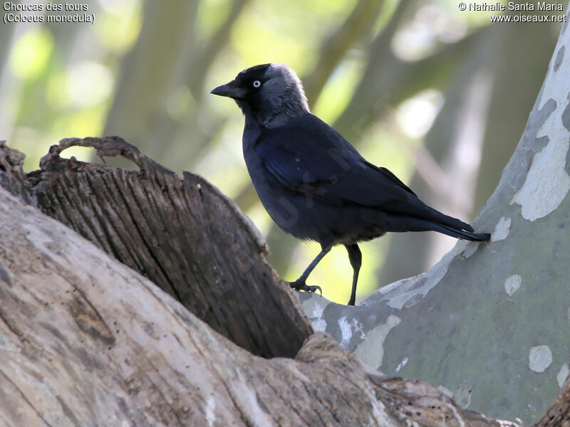 Choucas des toursadulte, identification, habitat, Comportement