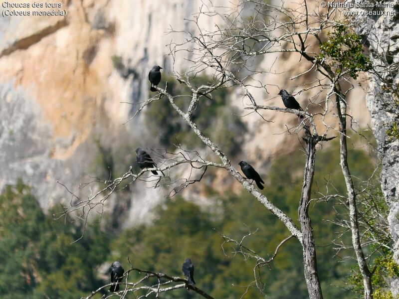 Western Jackdawadult, habitat, Behaviour