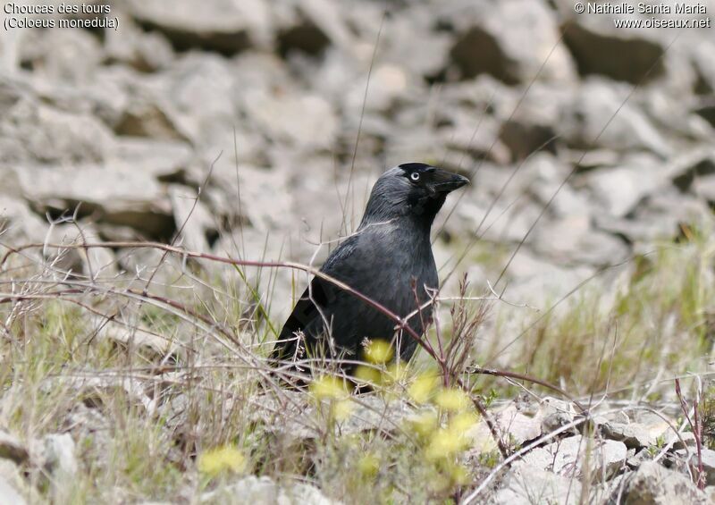 Choucas des toursadulte, identification, habitat, Comportement