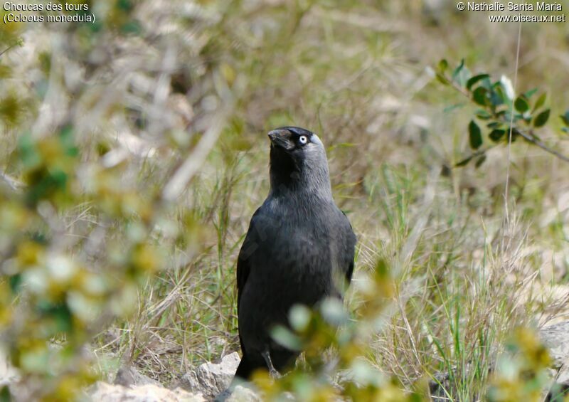 Western Jackdawadult, identification, habitat, Behaviour