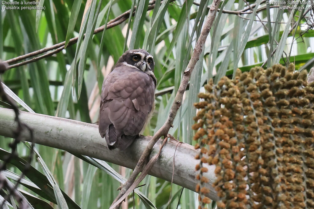 Chouette à lunettesadulte, identification