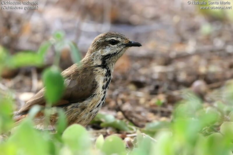 Cichladuse tachetéeadulte, identification, habitat