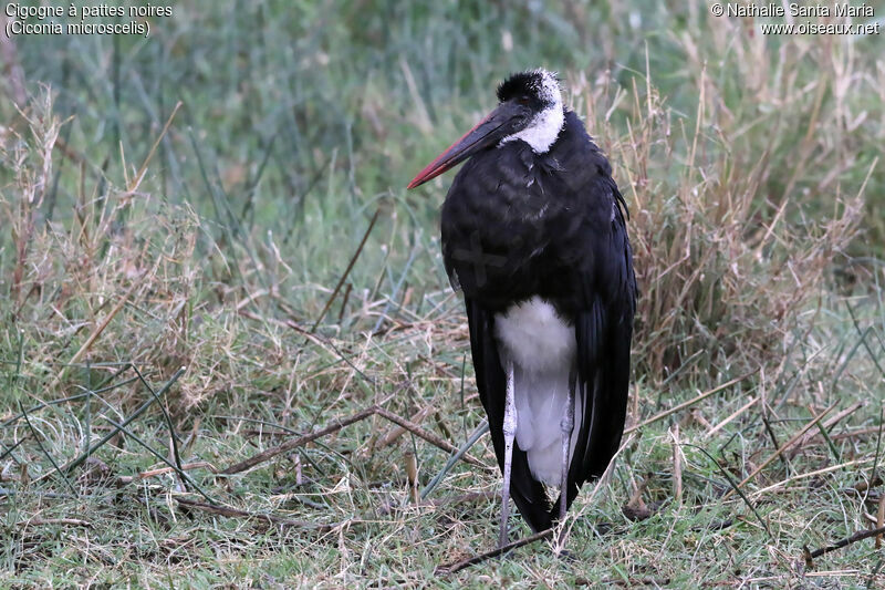 Cigogne à pattes noiresadulte, Comportement