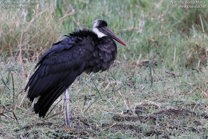 Cigogne à pattes noiresadulte, identification, habitat